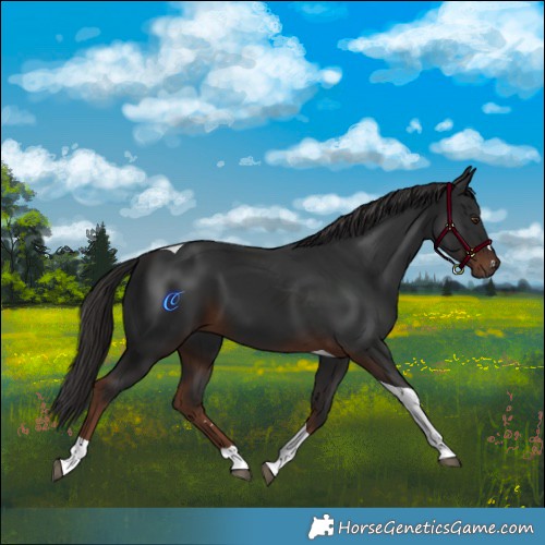 Horse Color:Liver Chestnut Tobiano 