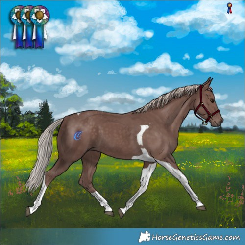 Horse Color:Chocolate Silver Black Tobiano 