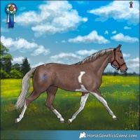 Horse Color:Chocolate Silver Black Tobiano