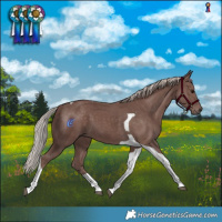 Horse Color:Chocolate Silver Black Tobiano