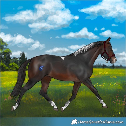Horse Color:Brown Sabino Tobiano