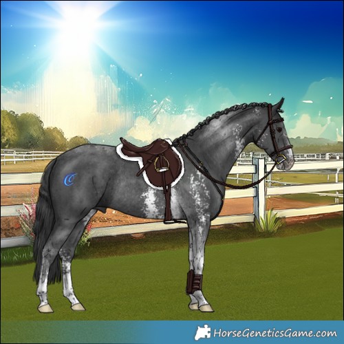 Horse Color:Black Sabino Tobiano Rabicano