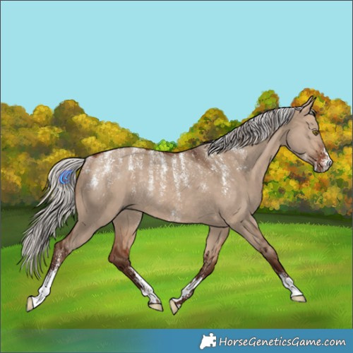 Horse Color:Powder White Silver Bay Dun Rabicano
