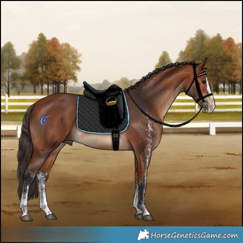 Horse Color:White Spotted Bay Splash