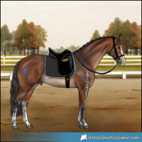 Horse Color:White Spotted Bay Splash