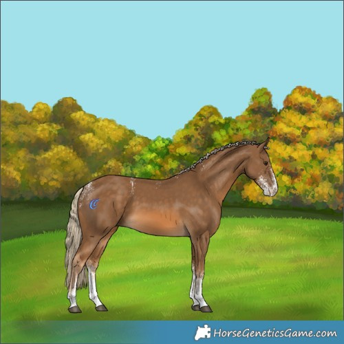 Horse Color:Powder White White Spotted Chocolate Palomino 