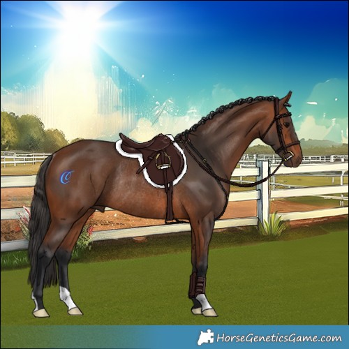 Horse Color:Bay Rabicano