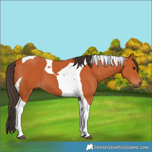Horse Color:Bay Tobiano
