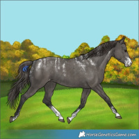 Horse Color:Powder White Grullo Varnish Rabicano Brindle