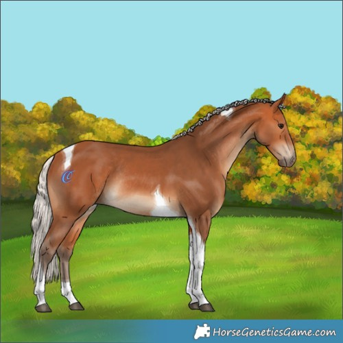 Horse Color:Silver Bay Tobiano Rabicano