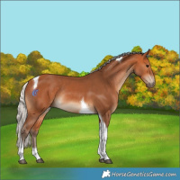 Horse Color:Silver Bay Tobiano Rabicano 