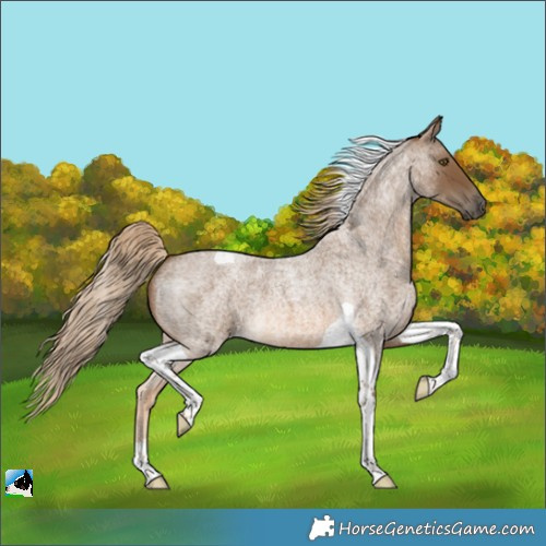 Horse Color:Chocolate Palomino Roan Tobiano