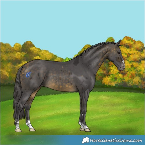 Horse Color:Buckskin Merle Skewed LP Spotted 
