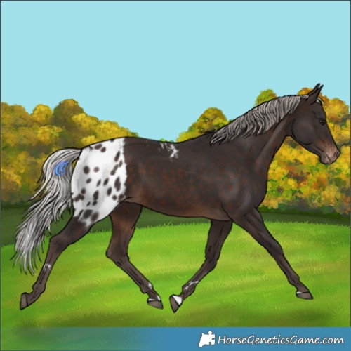 Horse Color:Silver Brown Skewed LP Spotted 