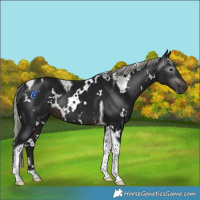 Horse Color:Gray White Spotted Silver Brown Tobiano Rabicano 