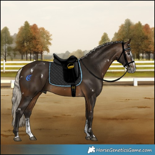 Horse Color:Gray White Spotted Silver Buckskin Sabino Splash