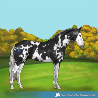 Horse Color:Gray White Spotted Silver Brown Splash 