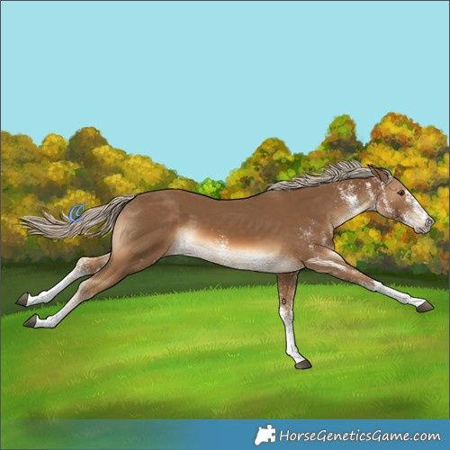 Horse Color:White Spotted Chocolate Palomino