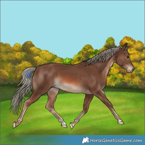 Horse Color:Chestnut Mushroom