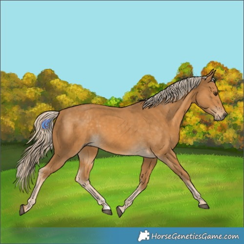 Horse Color:Palomino 
