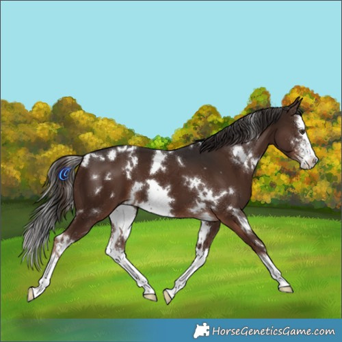 Horse Color:White Spotted Liver Chestnut Sabino Splash