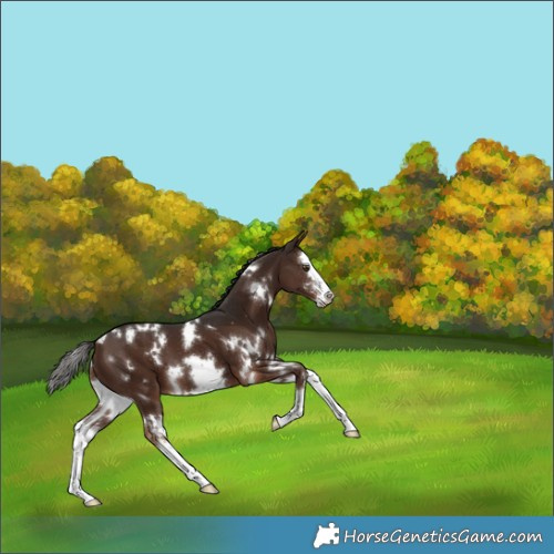 Horse Color:White Spotted Liver Chestnut Sabino Splash 