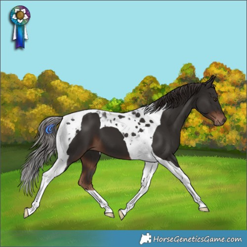 Horse Color:Liver Chestnut Tobiano