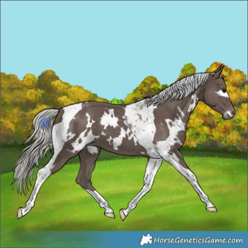Horse Color:White Spotted Silver Black Tobiano Varnish 