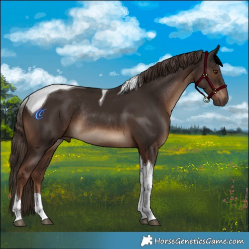 Horse Color:Liver Chestnut Tobiano Rabicano