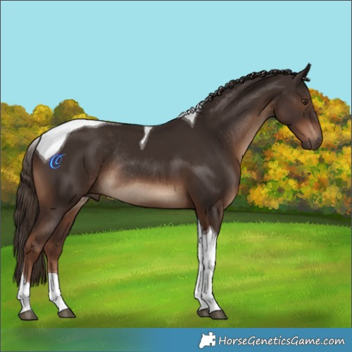 Horse Color:Liver Chestnut Tobiano Rabicano