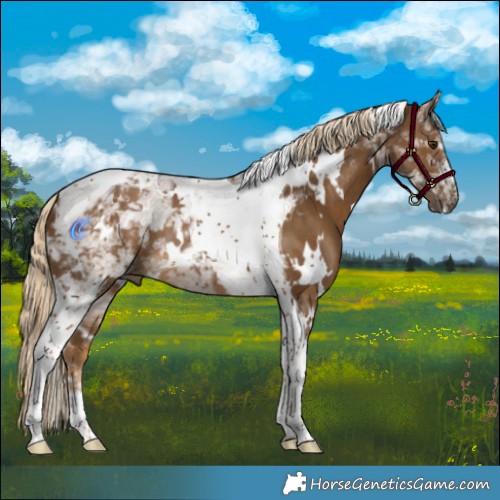 Horse Color:White Spotted Chocolate Palomino Tobiano 