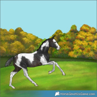 Horse Color:Brown Splash Tobiano Rabicano