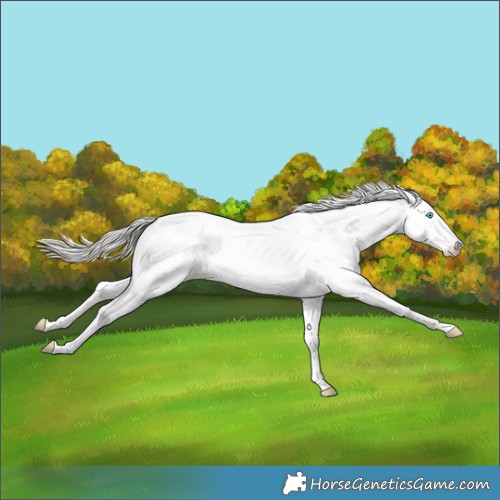 Horse Color:Silver Black Splash Tobiano Varnish