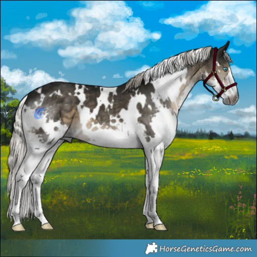 Horse Color:Gray White Spotted Silver Smoky Black Splash