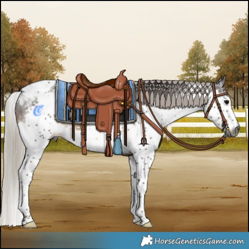 Horse Color:Gray Silver Black Splash Tobiano