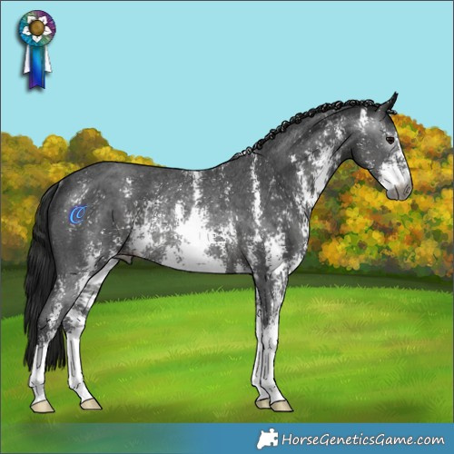 Horse Color:Gray Black Sabino Rabicano