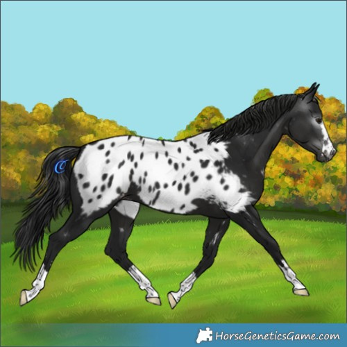 Horse Color:Gray Black Appaloosa 
