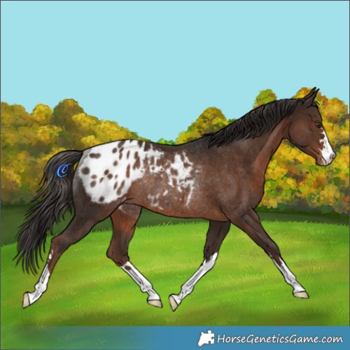 Horse Color:Liver Chestnut Appaloosa Rabicano