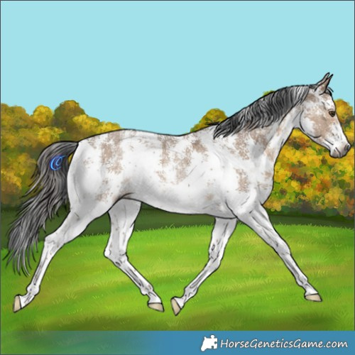 Horse Color:Gray Liver Red Dun Sabino Rabicano