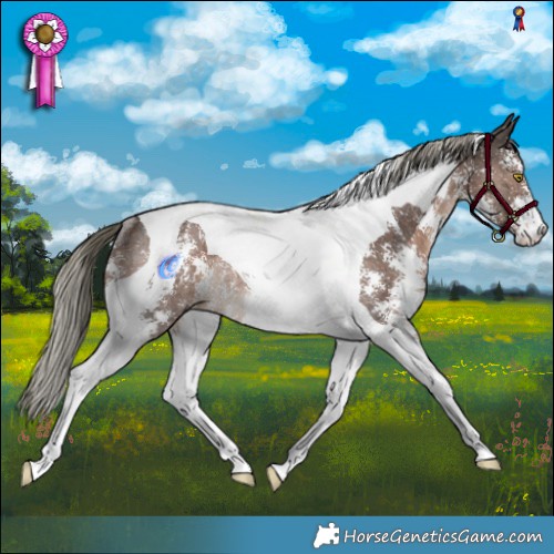 Horse Color:Liver Chestnut Mushroom Sabino Tobiano Rabicano