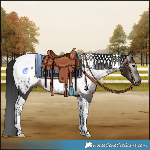 Horse Color:Gray Brown Tobiano Blanket