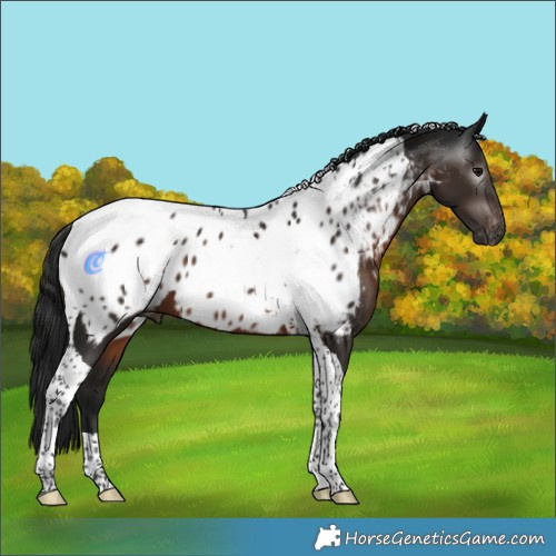 Horse Color:Gray Brown Tobiano Appaloosa