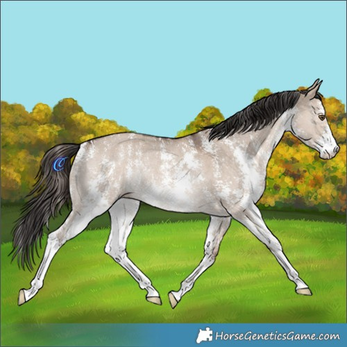 Horse Color:Liver Red Dun Sabino Rabicano 