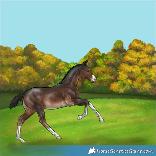 Horse Color:Liver Chestnut 