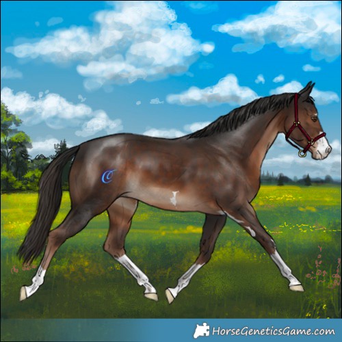 Horse Color:Liver Chestnut 