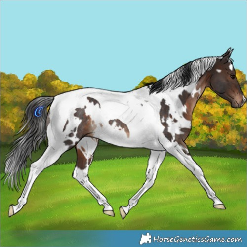 Horse Color:White Spotted Brown Tobiano Rabicano