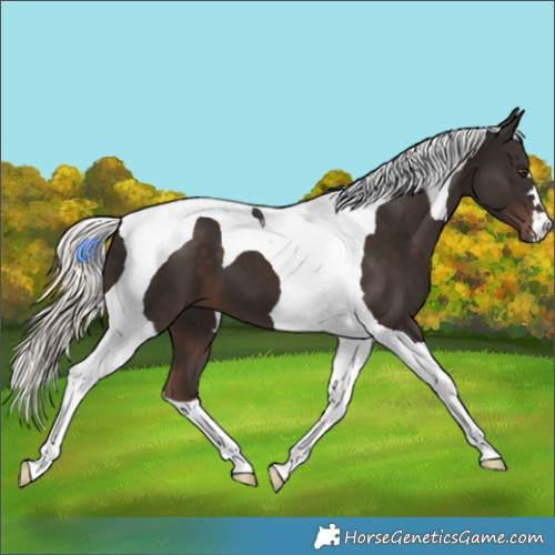 Horse Color:Liver Chestnut Mushroom Tobiano