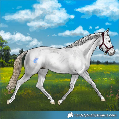 Horse Color:Gray Liver Chestnut Sabino Rabicano