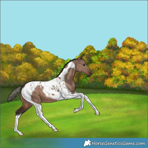 Horse Color:Liver Red Dun Mushroom Tobiano 