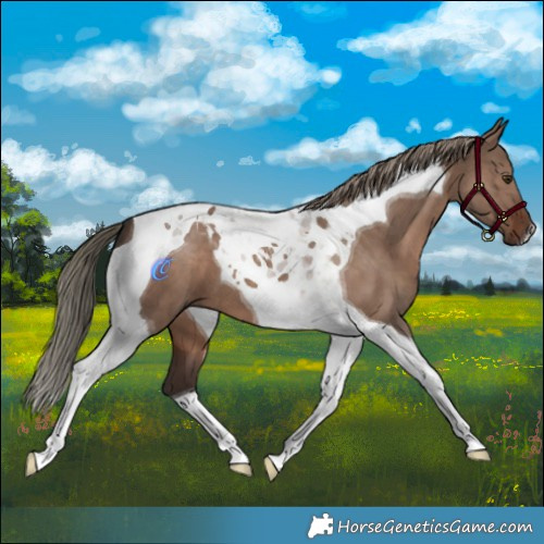 Horse Color:Liver Red Dun Mushroom Tobiano 